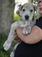 Brindle merle , a female Great Dane for sale in Iowa Falls, IA – 4 of 6