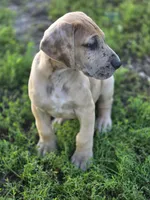 Fawn merle , a male Great Dane for sale in Iowa Falls, IA – 7 of 10