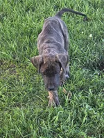 Brown collar, a male Great Dane for sale in Iowa Falls, IA – 3 of 5