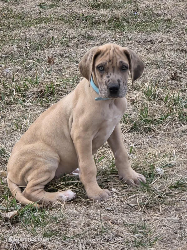 Fawn merle  – Great Dane puppy for sale in Iowa Falls, IA