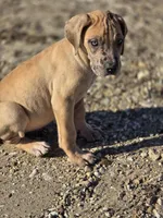 Fawn merle , a female Great Dane for sale in Iowa Falls, IA – Photo 6 of 6