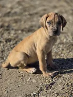 Fawn merle , a female Great Dane for sale in Iowa Falls, IA – Photo 5 of 6