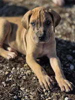 Fawn merle , a female Great Dane for sale in Iowa Falls, IA – Photo 3 of 6