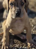 Fawn merle , a female Great Dane for sale in Iowa Falls, IA – Photo 1 of 6