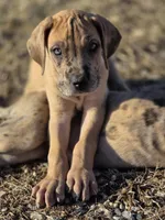 Fawn merle , a female Great Dane for sale in Iowa Falls, IA – Photo 2 of 6