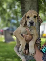 Darker fawn merle , a female Great Dane for sale in Iowa Falls, IA – 3 of 3