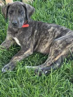 Red collar, a female Great Dane for sale in Iowa Falls, IA – 2 of 3