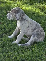 Brindle merle , a female Great Dane for sale in Iowa Falls, IA – 5 of 6