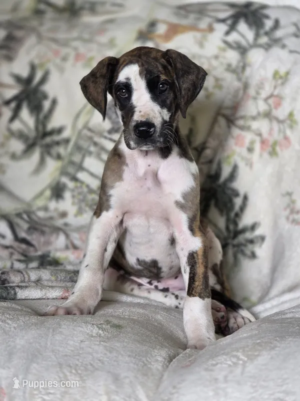 Brindlequin  – Great Dane puppy for sale in Iowa Falls, IA