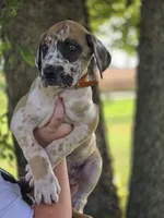 Fawniquin , a female Great Dane for sale in Iowa Falls, IA – 4 of 10