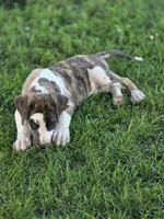 Brindlequin , a female Great Dane for sale in Iowa Falls, IA – 6 of 7