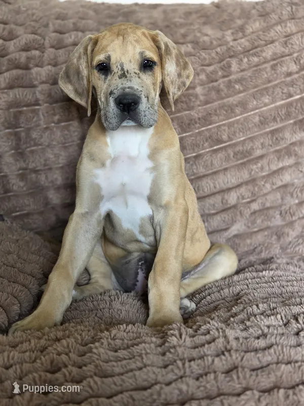Fawn merle light color – Great Dane puppy for sale in Iowa Falls, IA