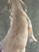 Fawn merle , a male Great Dane for sale in Iowa Falls, IA – 2 of 10