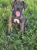 Blue collar , a male Great Dane for sale in Iowa Falls, IA – 5 of 6