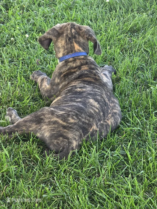 Blue collar , a male Great Dane for sale in Iowa Falls, IA – 1 of 6