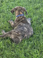 Blue collar , a male Great Dane for sale in Iowa Falls, IA – 1 of 6