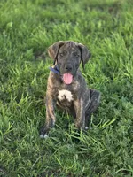 Blue collar , a male Great Dane for sale in Iowa Falls, IA – 2 of 6