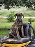 Brown collar, a male Great Dane for sale in Iowa Falls, IA – 4 of 8