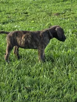 Brown collar, a male Great Dane for sale in Iowa Falls, IA – 2 of 5