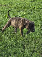 Brown collar, a male Great Dane for sale in Iowa Falls, IA – 5 of 5