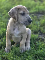 Fawn merle , a male Great Dane for sale in Iowa Falls, IA – 8 of 10