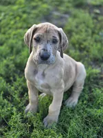 Fawn merle , a male Great Dane for sale in Iowa Falls, IA – 10 of 10