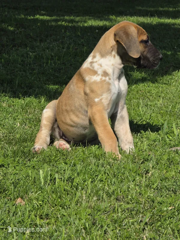 Fawniquin  – Great Dane puppy for sale in Iowa Falls, IA