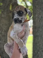 Fawniquin , a female Great Dane for sale in Iowa Falls, IA – 3 of 10