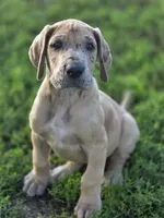 Fawn merle , a male Great Dane for sale in Iowa Falls, IA – 3 of 10
