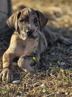 Brindle merle , a female Great Dane for sale in Iowa Falls, IA – Photo 5 of 9