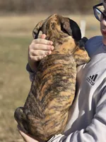 Brindle merle , a female Great Dane for sale in Iowa Falls, IA – Photo 3 of 9