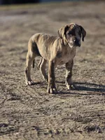 Brindle merle , a female Great Dane for sale in Iowa Falls, IA – Photo 7 of 9