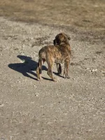 Brindle merle , a female Great Dane for sale in Iowa Falls, IA – Photo 8 of 9