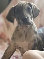 Brindle merle , a female Great Dane for sale in Iowa Falls, IA – Photo 1 of 9