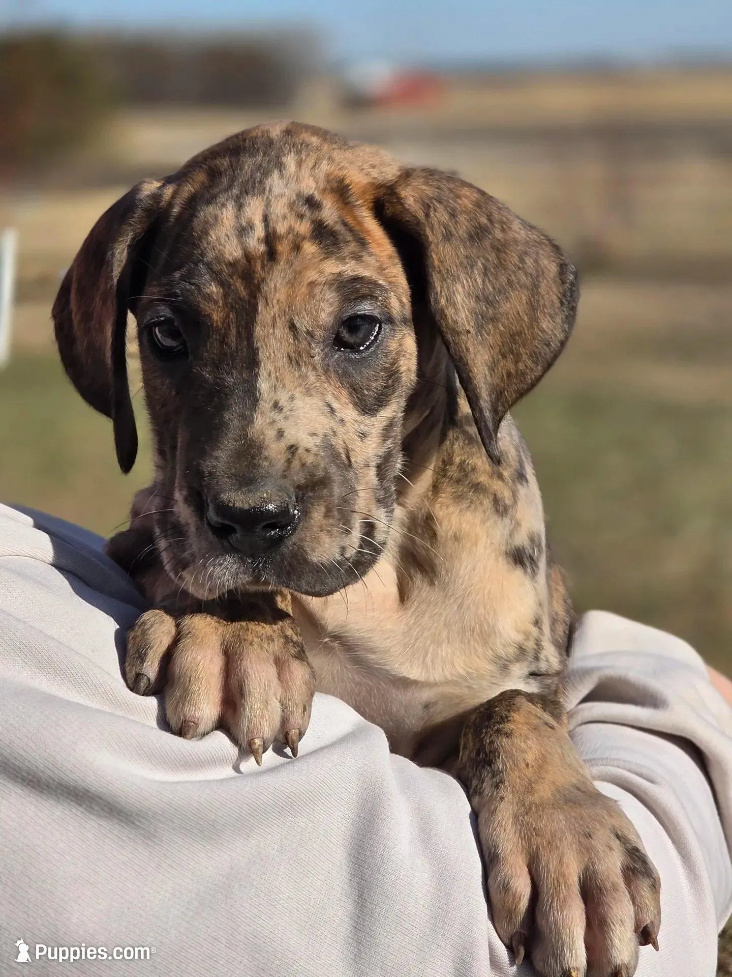 Brindle merle akc, a female Great Dane for sale in Iowa Falls, IA – Photo 2 of 3