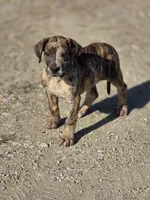 Brindle merle , a female Great Dane for sale in Iowa Falls, IA – Photo 9 of 9