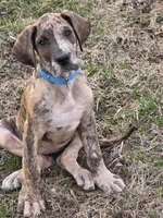 Brindle merle akc, a female Great Dane for sale in Iowa Falls, IA – Photo 3 of 3