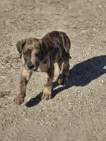 Brindle merle , a female Great Dane for sale in Iowa Falls, IA – Photo 6 of 9