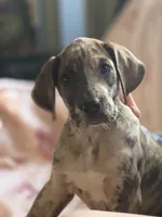 Brindle merle , a female Great Dane for sale in Iowa Falls, IA – Photo 2 of 9