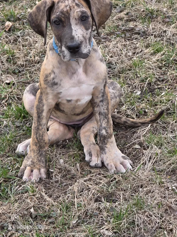 Brindle merle  – Great Dane puppy for sale in Iowa Falls, IA