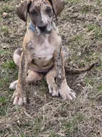 Brindle merle akc, a female Great Dane for sale in Iowa Falls, IA – Photo 1 of 3