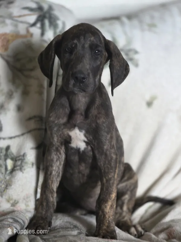 Red collar – Great Dane puppy for sale in Iowa Falls, IA