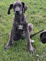 Red collar, a female Great Dane for sale in Iowa Falls, IA – 2 of 3