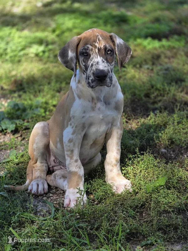 Fawniquin  – Great Dane puppy for sale in Iowa Falls, IA