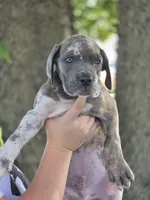 Blue brindlequin , a male Great Dane for sale in Iowa Falls, IA – 4 of 10