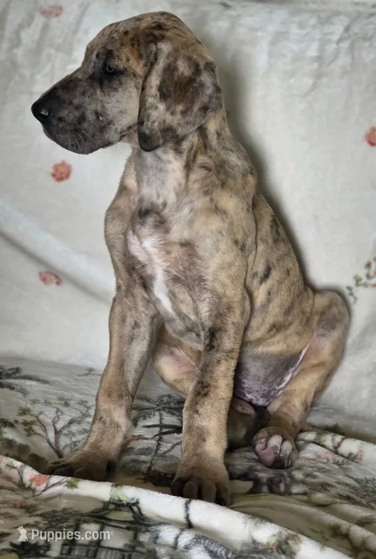 Colorful merle  – Great Dane puppy for sale in Iowa Falls, IA