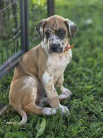 Fawniquin , a female Great Dane for sale in Iowa Falls, IA – 9 of 10