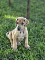 Fawn merle , a male Great Dane for sale in Iowa Falls, IA – 4 of 10