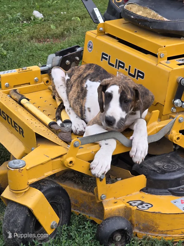 Brindlequin  – Great Dane puppy for sale in Iowa Falls, IA