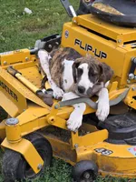 Brindlequin , a female Great Dane for sale in Iowa Falls, IA – 1 of 1